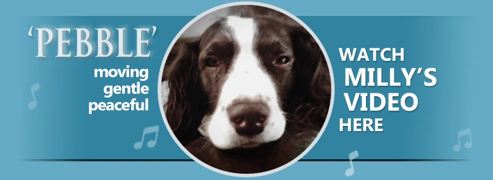 pebble project banner link